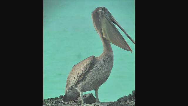 カッショクペリカン（urinator） - ML630497127