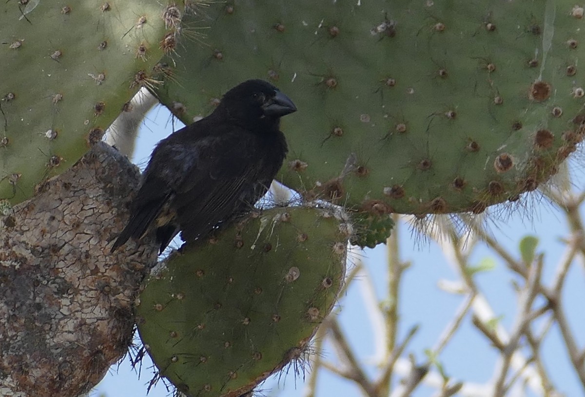 Genovesa Cactus-Finch - ML630497163