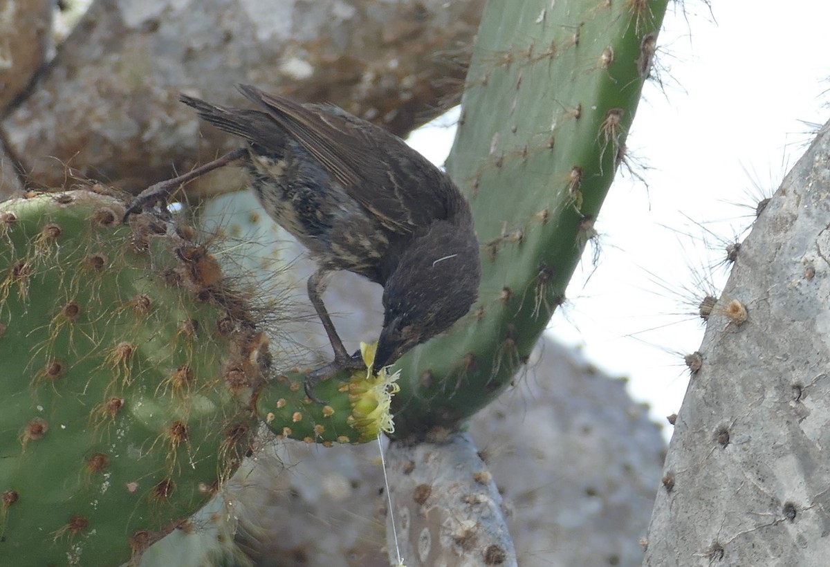 Genovesa Cactus-Finch - ML630497165