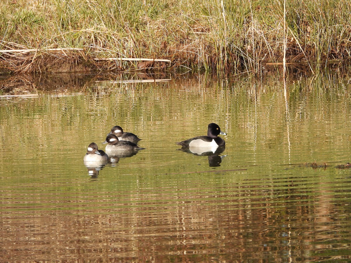 Bufflehead - ML630497193