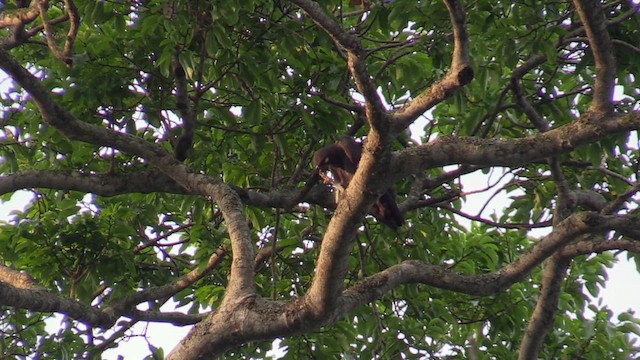 Bat Hawk - ML630497254
