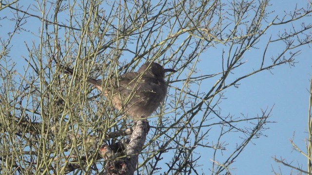 Curve-billed Thrasher - ML630497337