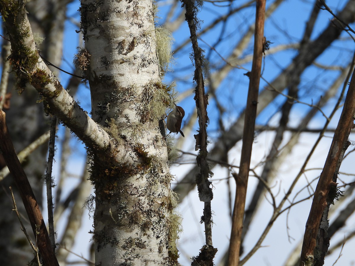 Bewick's Wren - ML630497338