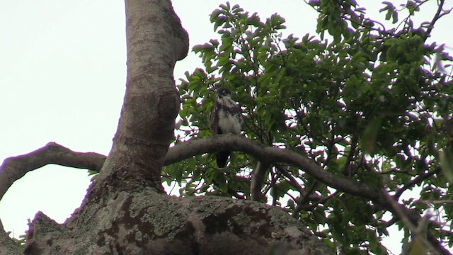 Bat Hawk - ML630497487