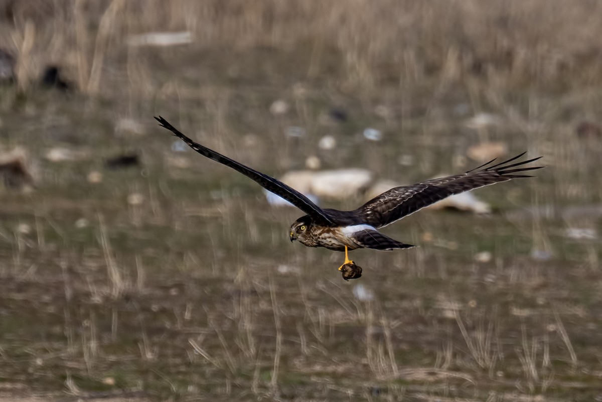 Hen Harrier - ML630497576