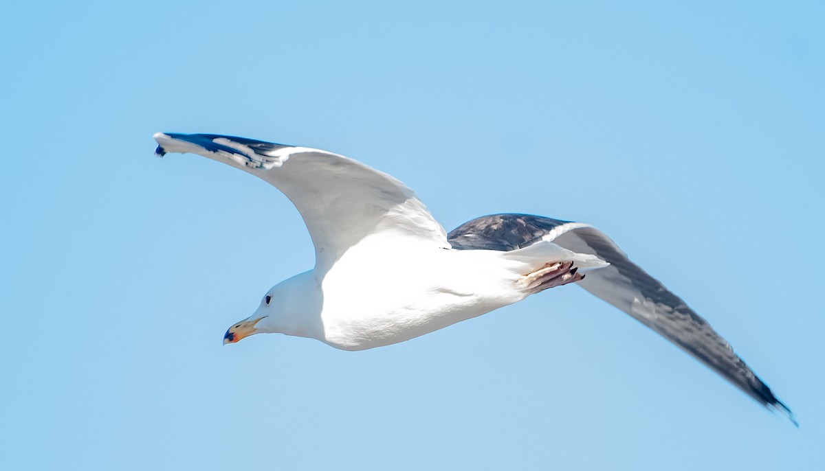 Great Black-backed Gull - ML630497788