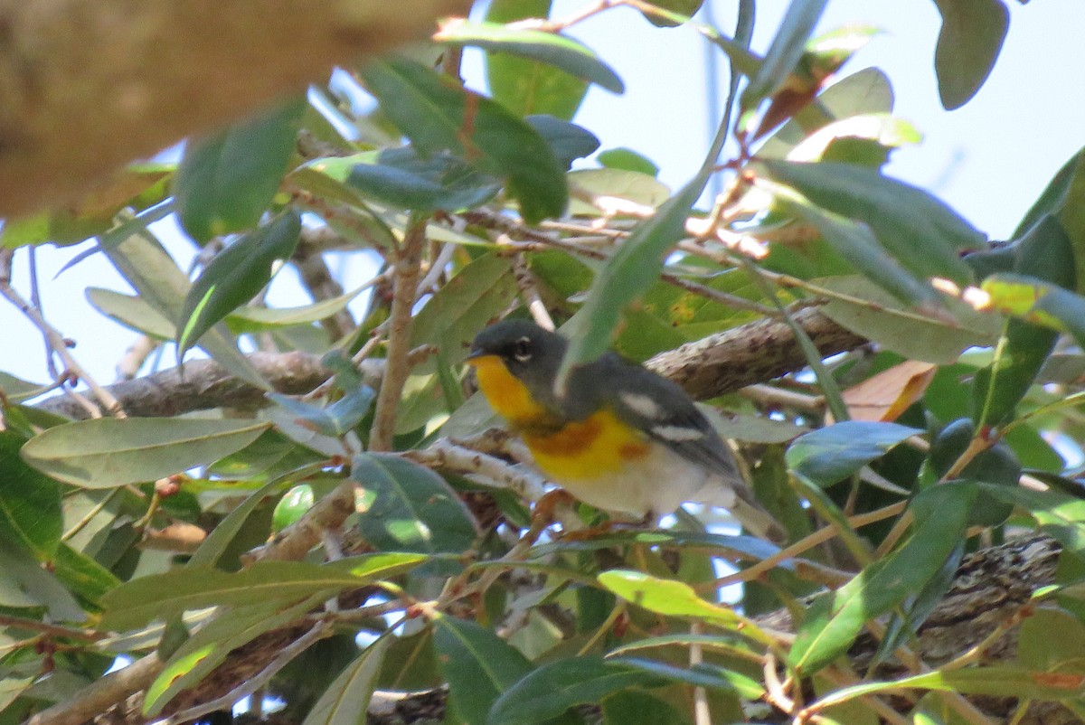 Northern Parula - ML630497924