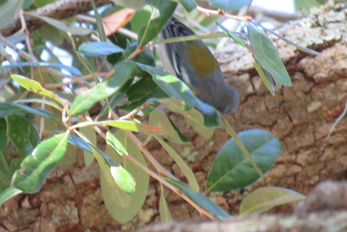 Northern Parula - ML630497925