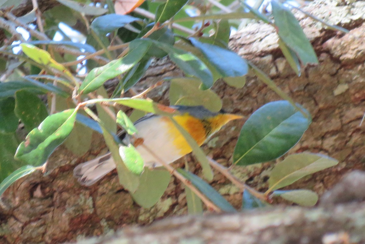 Northern Parula - ML630497926