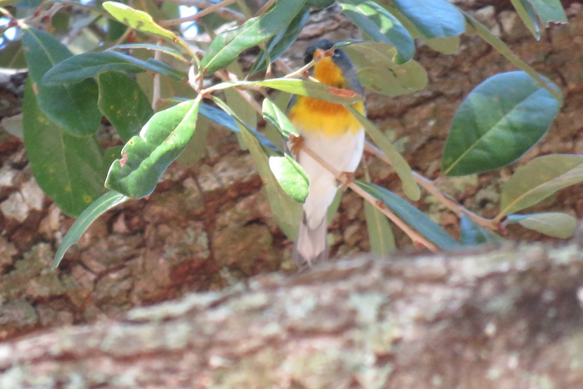 Northern Parula - ML630497927
