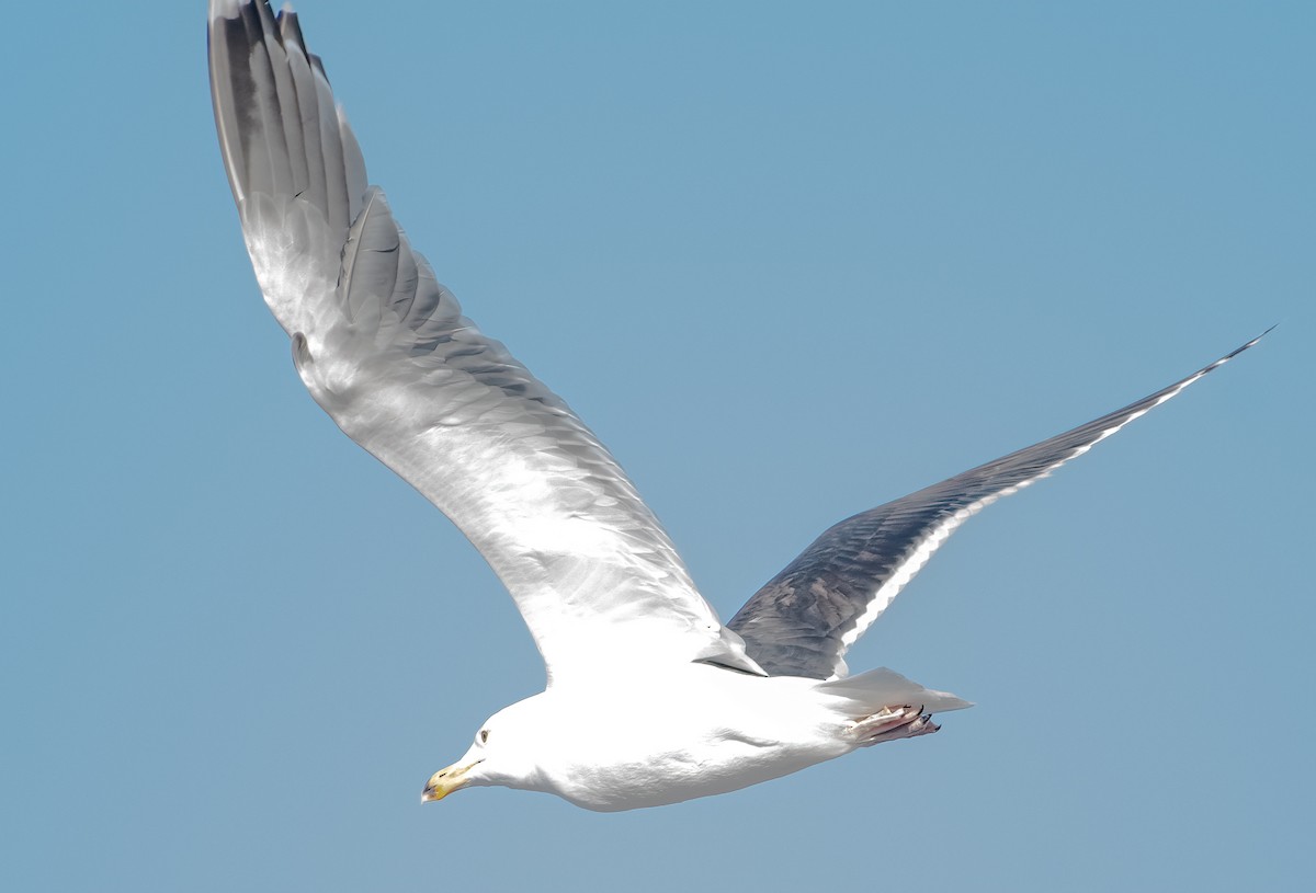 Great Black-backed Gull - ML630497939