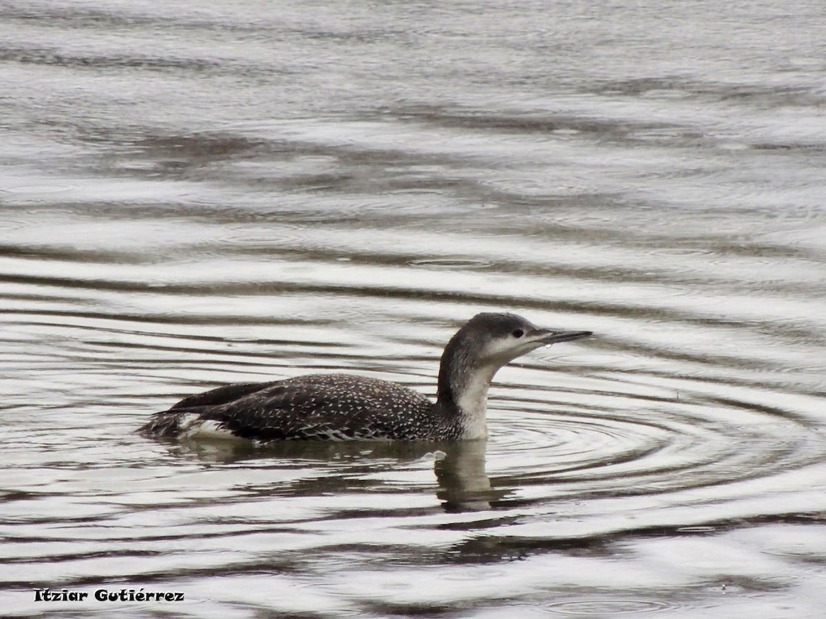 Red-throated Loon - ML630497968