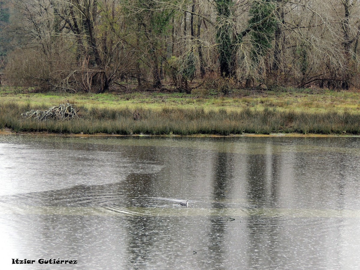 Red-throated Loon - ML630497971