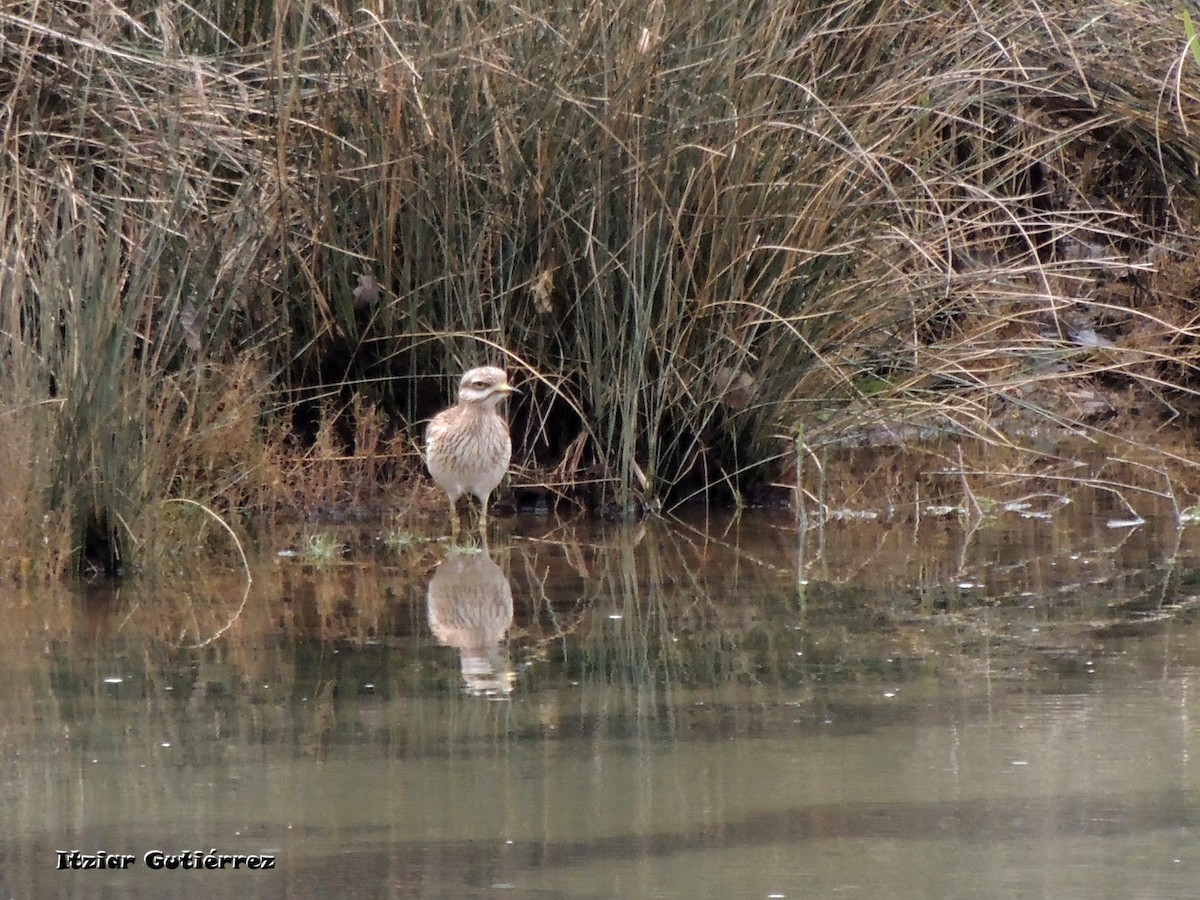 Eurasian Thick-knee - ML630498064