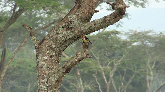 Crested Barbet - ML630498132