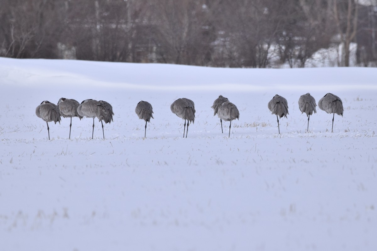 Sandhill Crane - Shirley Chambers