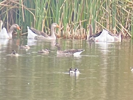 Greater White-fronted Goose - ML630498415