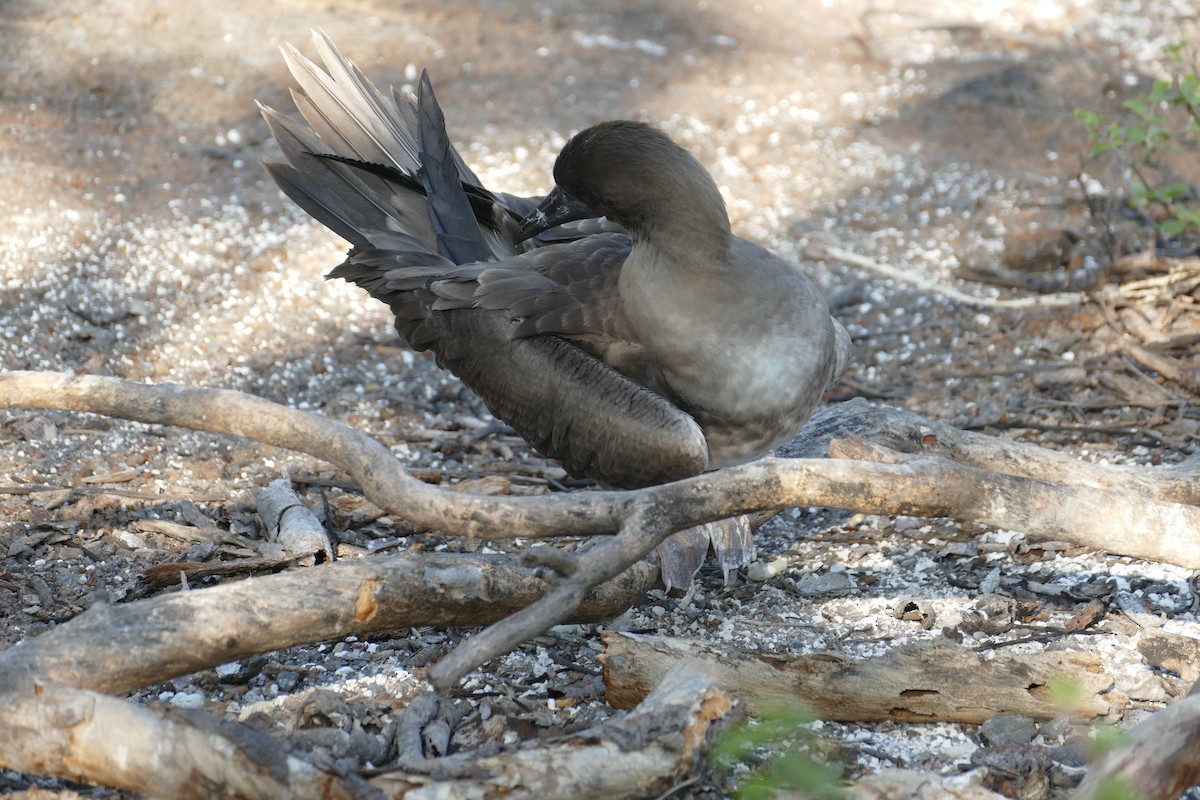 terej červenonohý - ML630498477