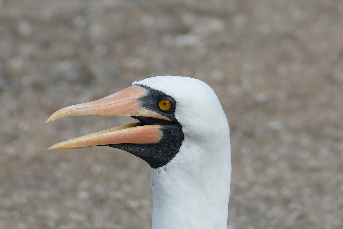 terej tichomořský - ML630498483