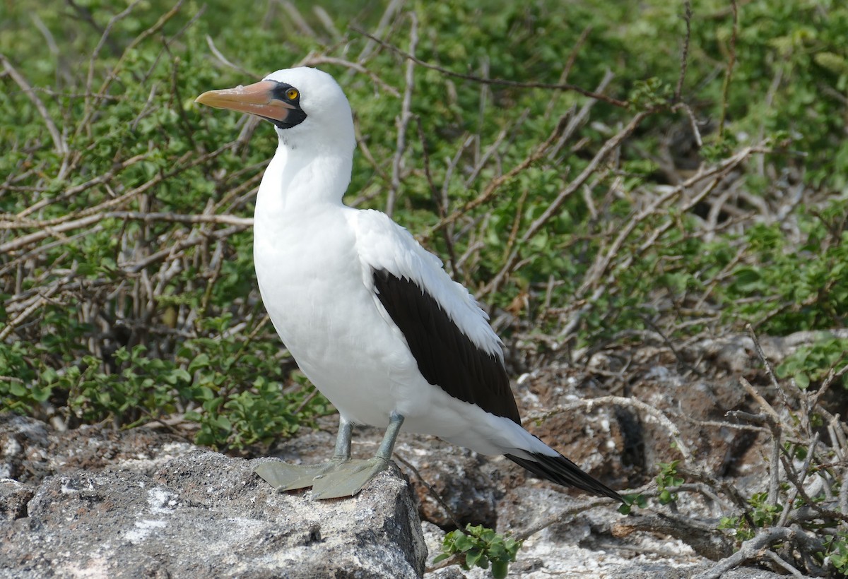 terej tichomořský - ML630498484