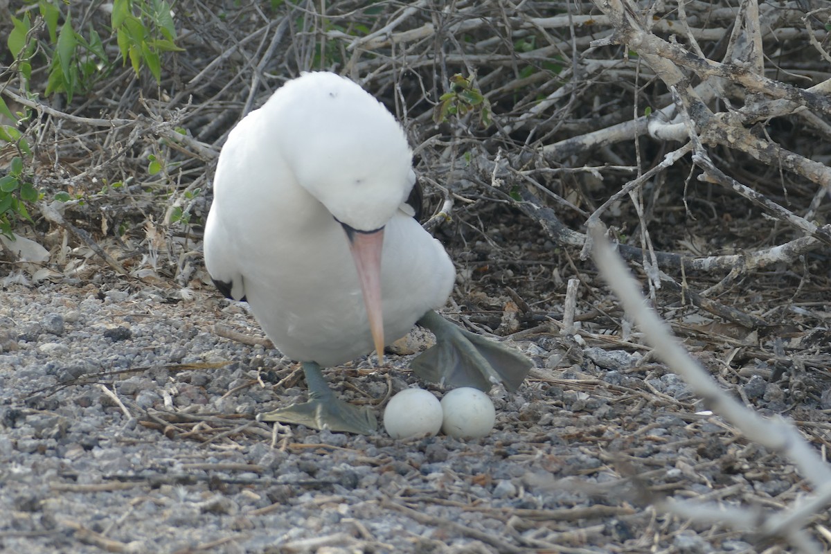 terej tichomořský - ML630498485
