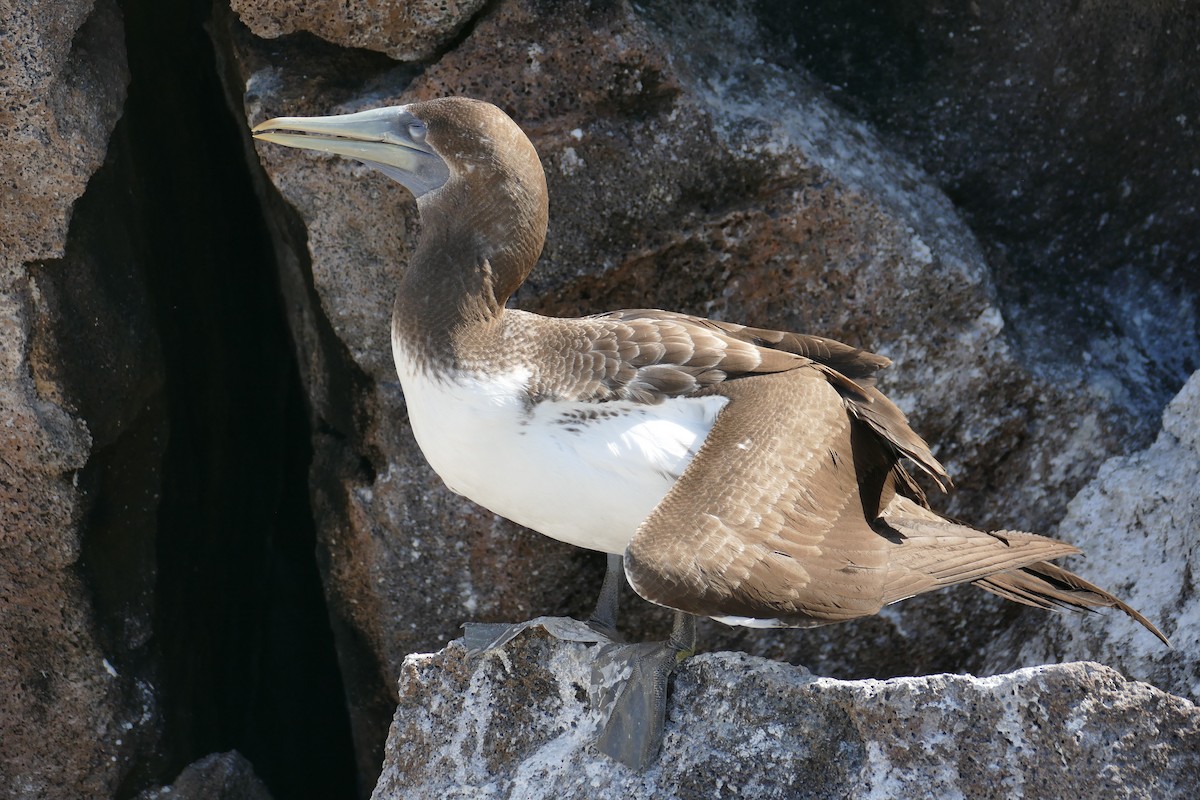 terej tichomořský - ML630498486