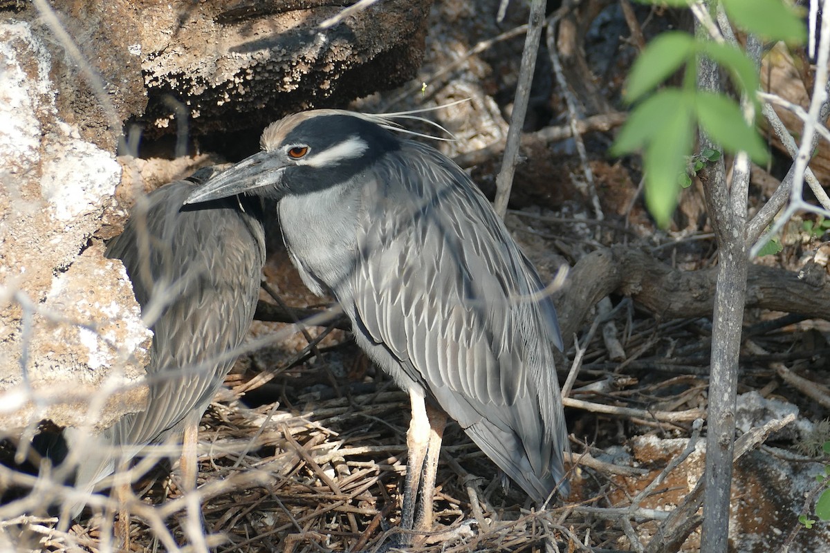 kvakoš žlutočelý - ML630498515