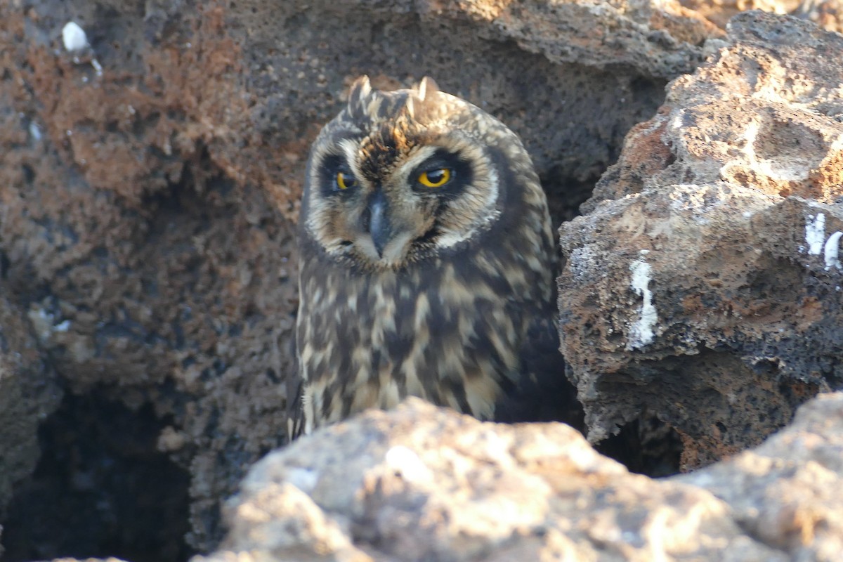 kalous pustovka - ML630498533