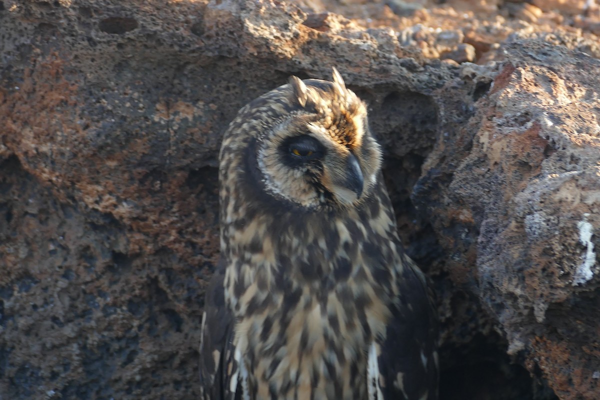 kalous pustovka - ML630498534