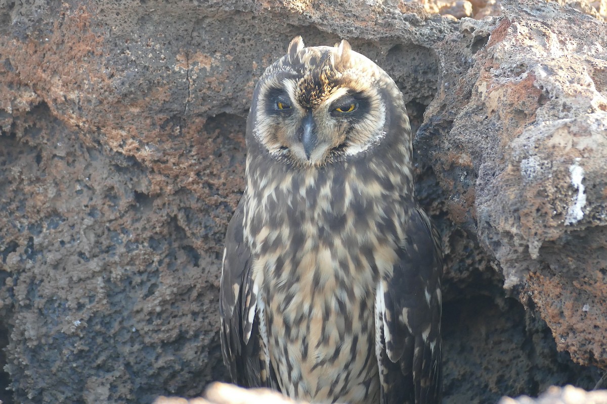 kalous pustovka - ML630498535