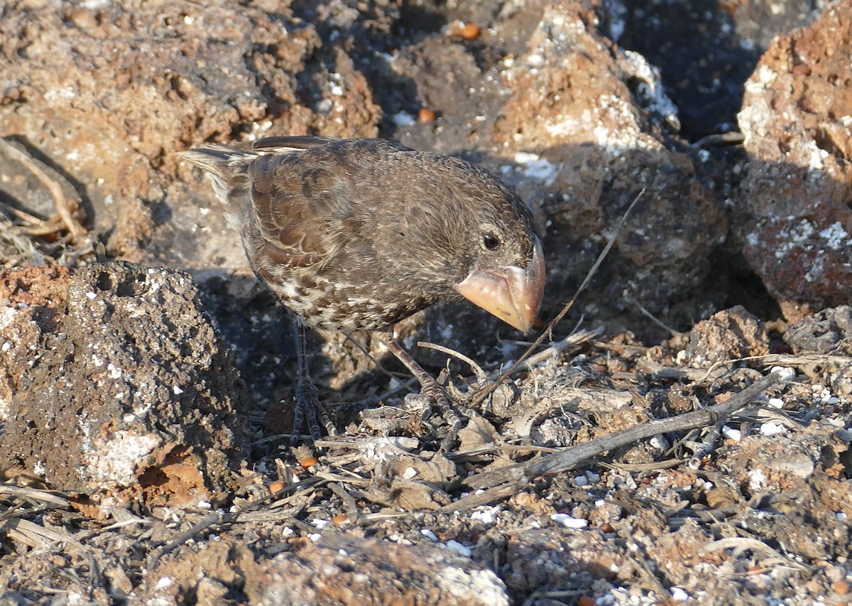 Large Ground-Finch - ML630498550