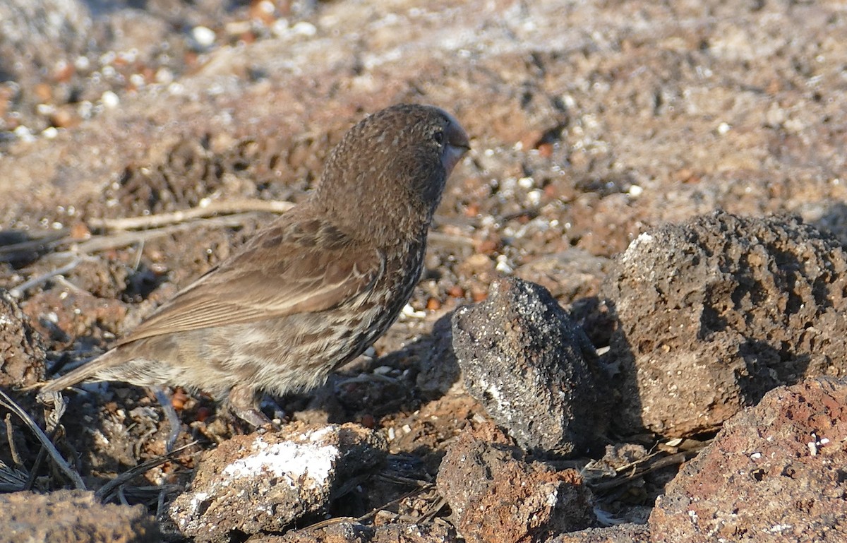 Large Ground-Finch - ML630498551