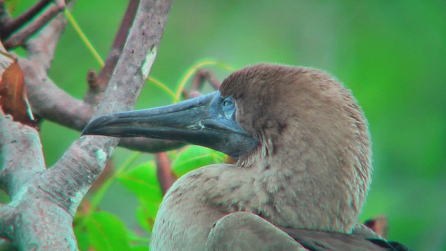 Blue-footed Booby - ML630498558