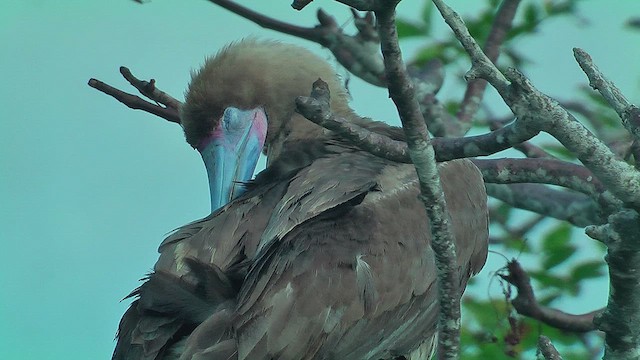 Blue-footed Booby - ML630498559