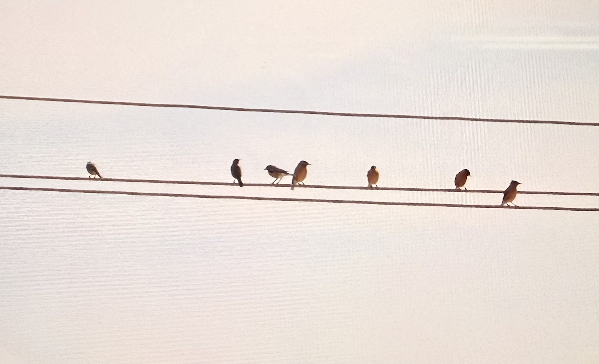Brahminy Starling - ML630498586