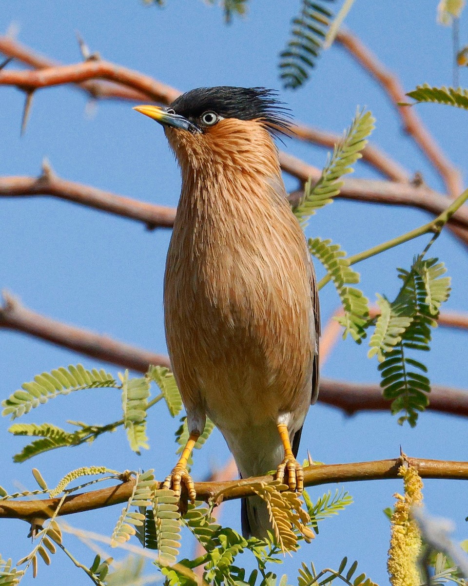Brahminy Starling - ML630498599