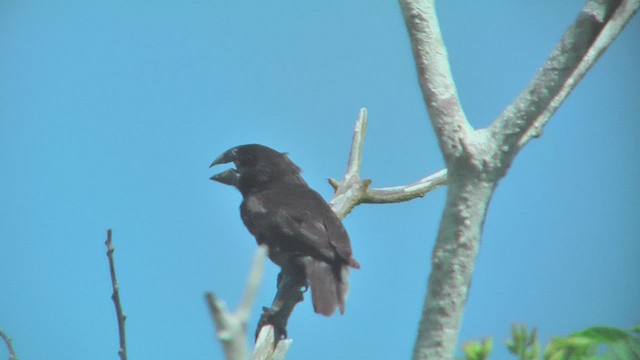 Large Ground-Finch - ML630498704