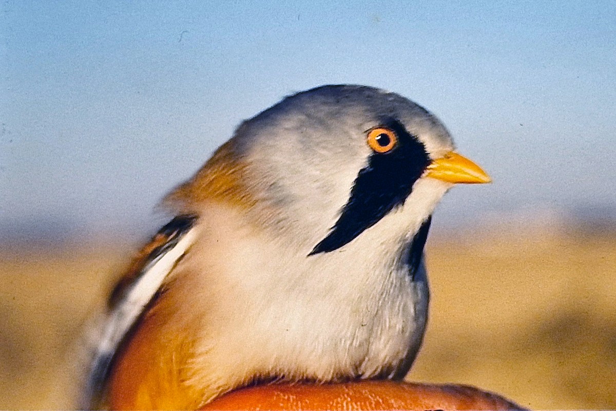 ヒゲガラ - ML630499067