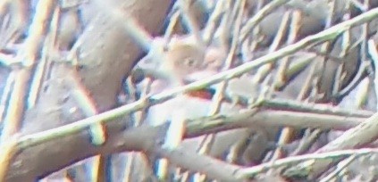 ヒメドリ - ML630499275