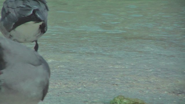 Lava Gull - ML630499374