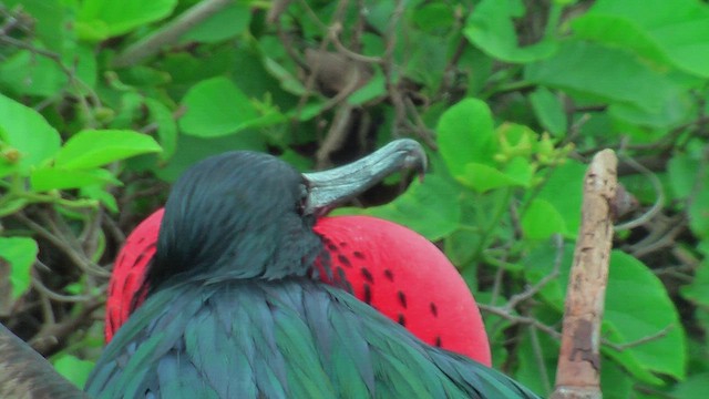 Magnificent Frigatebird - ML630499414