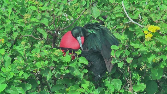 Magnificent Frigatebird - ML630499432