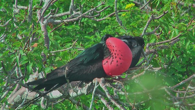 Magnificent Frigatebird - ML630499439