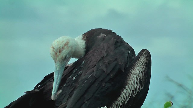 Magnificent Frigatebird - ML630499443