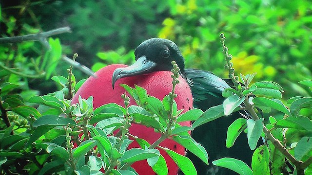 Magnificent Frigatebird - ML630499453