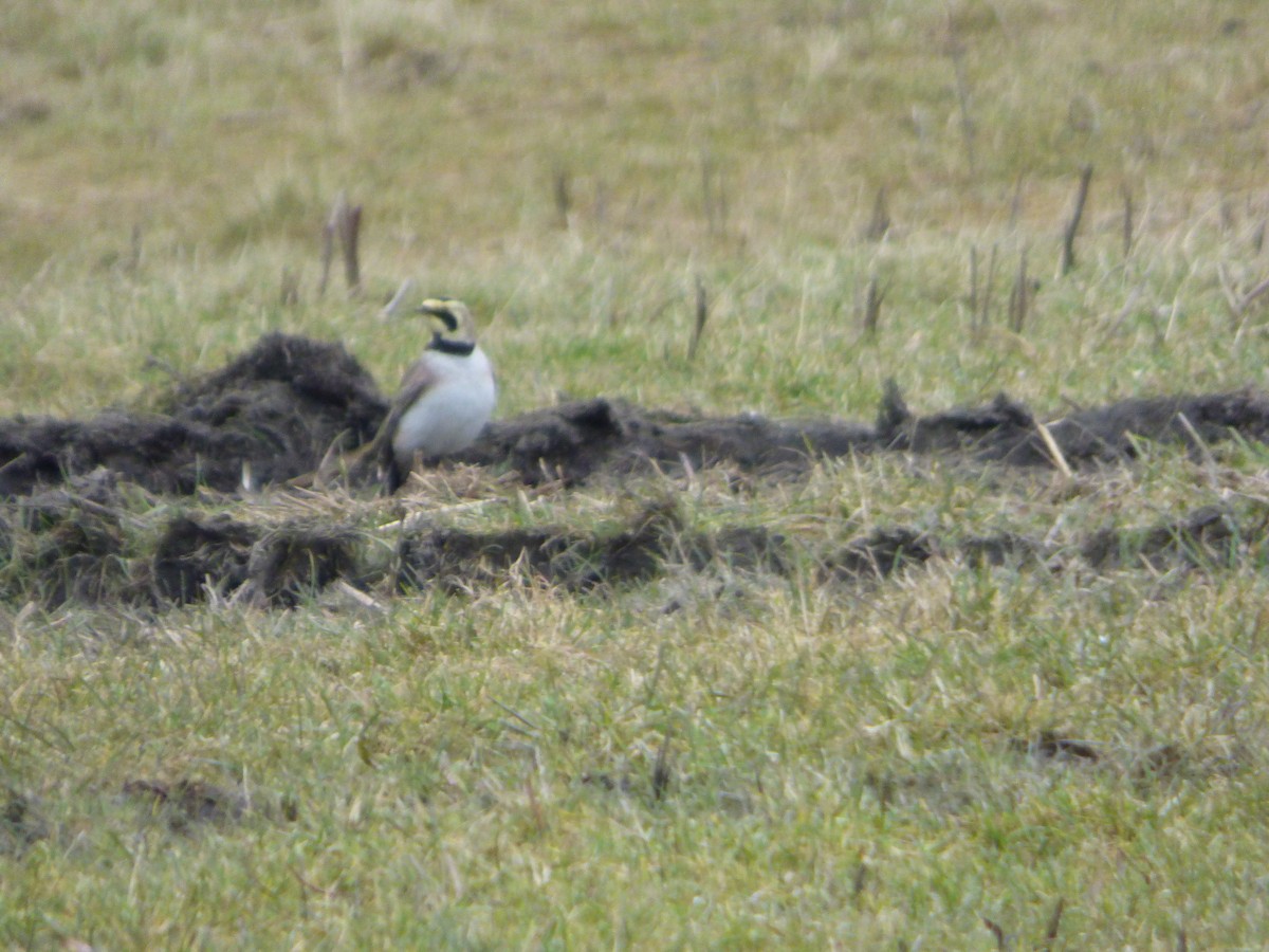 Horned Lark - ML630499539