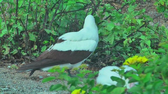 Nazca Booby - ML630499544