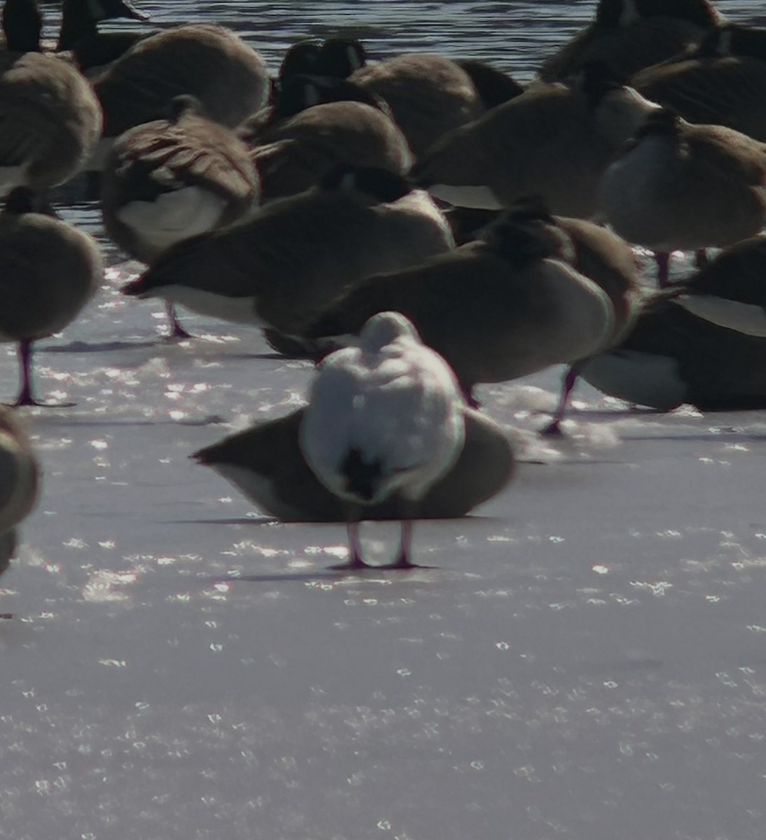 Snow Goose - ML630499563