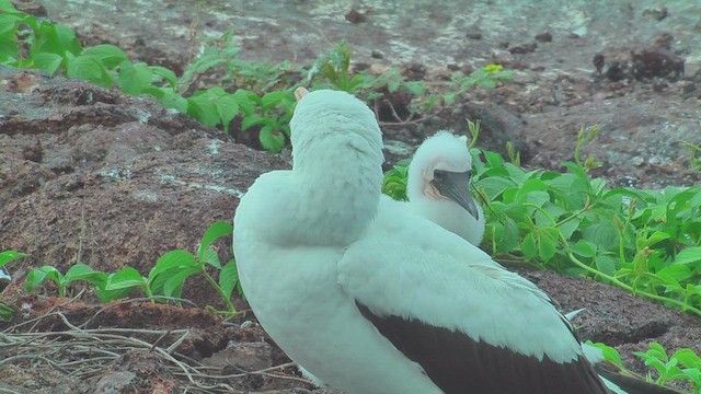 Nazca Booby - ML630499570