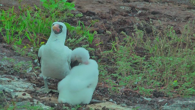 Nazca Booby - ML630499578